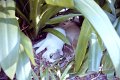 Thailand 2001-PA181